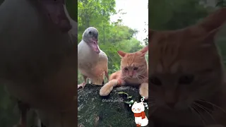 Funny Moments with Cats  😂 😂 😂 #cats #cute #funnyanimalvideos #tiktok