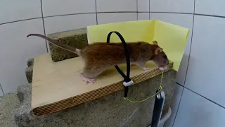 🐀 Как словить большую крысу