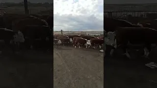 лучшее стадо породы герефорд!!!🐂🐂🐂🐂🐂🐂🐂🐂🐂🐂