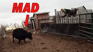 Weaning Calves Gets WESTERN!