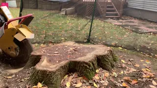 Rayco RG80 Stump Grinder DESTROYS  36 inch Oak Stump IN 10 min.