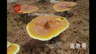 Timelapse of Reishi Mushroom Growth Process