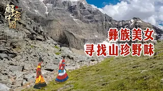 云南的无人高原，有座天然牧场，彝族美女冒着可能遭遇黑熊的危险，寻找山珍野味【秘境探秘】