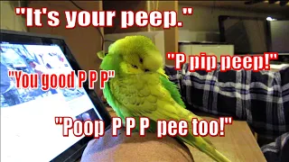 Bird can't stop saying PPPPP | Pedro the Budgie