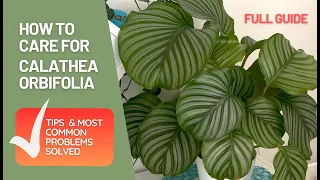 How to Care for Calathea Orbifolia; All You need To know