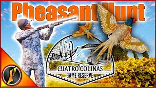 How Good Is the Pheasant Hunting on Cuatro Colinas???