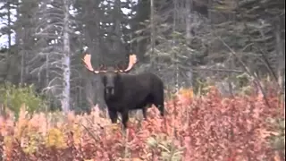 Moose Hunting Techniques