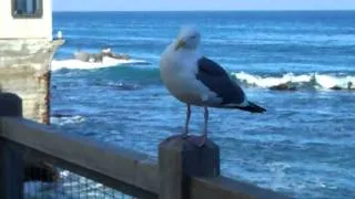 A Cannery Row Seagull