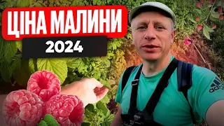 ЯКОЮ БУДЕ ЦІНА НА МАЛИНУ ⁉️  Бізнес в селі на малині від підживлення до збуту.