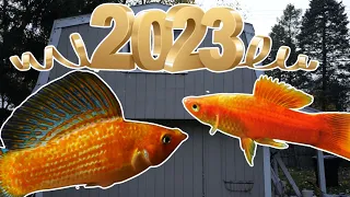Fish Room Update, 2022 Recap, and What's To Come in 2023