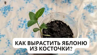 Яблоня из косточки Как вырастить яблоню из семян? не совершайте моих ошибок