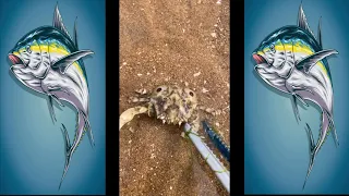 Catching Seafood 🦑🦀 Deep Sea Octopus (Catch Crab, Catch Fish,Catch Shark) - Tik Tok #26
