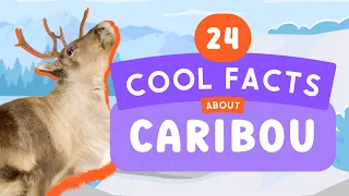 24 Cool Facts About Caribou | Fun Animal Facts  For Kids