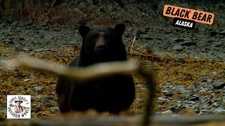 DIY Bow Hunt for Alaska Black Bear