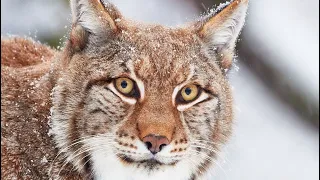 РЫСЬ НАПАЛА  Вечером в деревне на сына🥺🐆💥💥