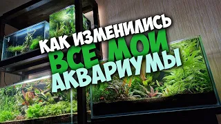 Вот это Оцелот! Такой разный Барти и другие новости про мои аквариумы.