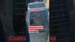 Animales exóticos escaparon de un restaurante #shorts #nmas #ciudadjuarez