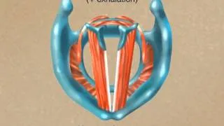 How the Larynx Produces Sound