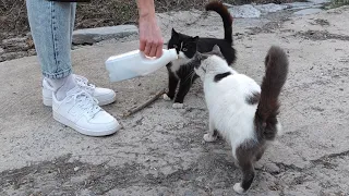 Abandoned cats are friendly and so cute