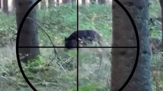 WILD BOAR HUNTING !  Охота на кабана с прицелом