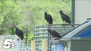 Bella Vista sees increase in aggressive black vultures