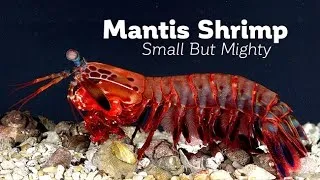 Small but Mighty: Evolution of the Mantis Shrimp Strike