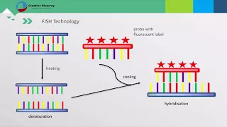 Fluorescent In Situ Hybridization (FISH) Assay