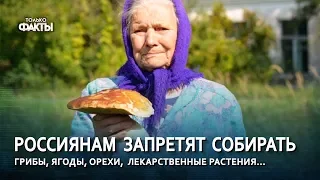 РОССИЯНАМ ЗАПРЕТЯТ СОБИРАТЬ - ягоды, грибы, лекарственные растения...