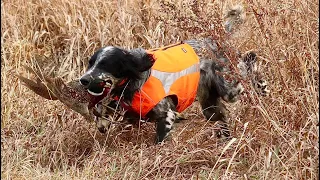 Beirl’s English setters South Dakota Pheasant hunting #birdhunting #englishsetter