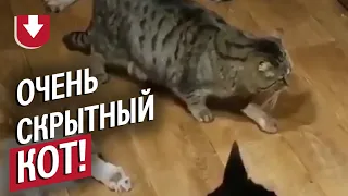 Кот крадется мимо спящих собак!