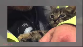 Kitten Trapped in Storm Drain Rescued after 33 Hours - Lucky Cat