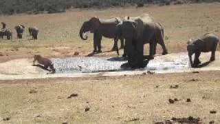 Baby Elephant chases away warthog from waterhole