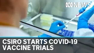CSIRO starts trials for two potential COVID-19 vaccines | ABC News