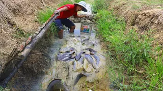 Best Hands Fishing - Amazing Boy Catching Big Catfish In Mud Water At The Canal - tyriq 1256