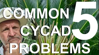 Five Common Cycad Problems Treatment and Recovery  - Sago Palm, Cycas revoluta