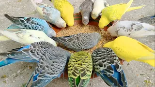 Parakeets Are Doing Hilarious Reactions & Activities | Diet Treat Mix Seeds