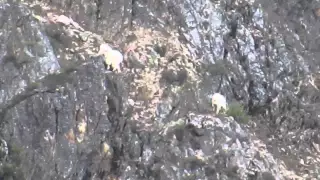 Idaho Mountain goats; nanny and a kid