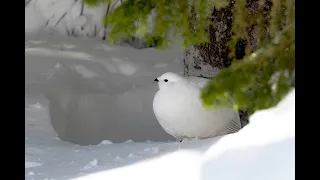 Rock ptarmigan in winter / 冬のライチョウ