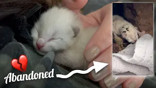 I Had to Make the Decision to Rescue This Newborn  Kitten