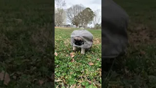 Frank the turtle... I mean Pug
