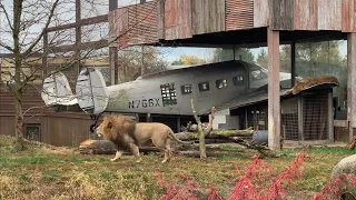 Lions Roaring at the Columbus Zoo