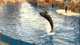 Нападение дельфина на человека