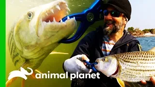 Fishing For Magnificent Tiger Fish Near A Remote Zambian Village | Fish Or Die