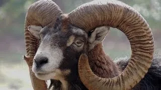 Le mouflon Corse