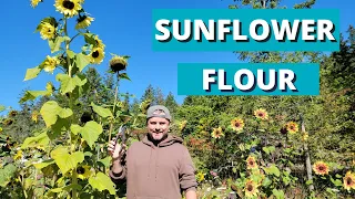 Making Flour from SunFlower Stalks.