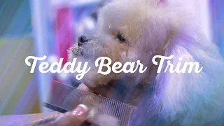 Toy Poodle in a Teddy Bear Trim. Dog grooming by Diane Betelak.