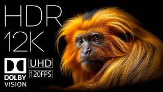 Wonderful 12K HDR 120FPS Dolby Vision