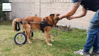 Silla de ruedas para pastor alemán!!!