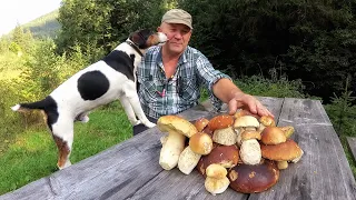 Porcini mushrooms in the Carpathians have already begun to grow several in one place.