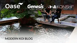 Modern Koi Blog #5643 - Live aus Japan: Haben weibliche Koi häufiger Tumore als männliche?